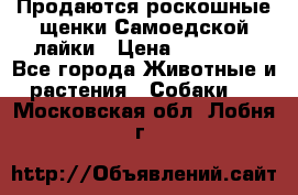 Продаются роскошные щенки Самоедской лайки › Цена ­ 40 000 - Все города Животные и растения » Собаки   . Московская обл.,Лобня г.